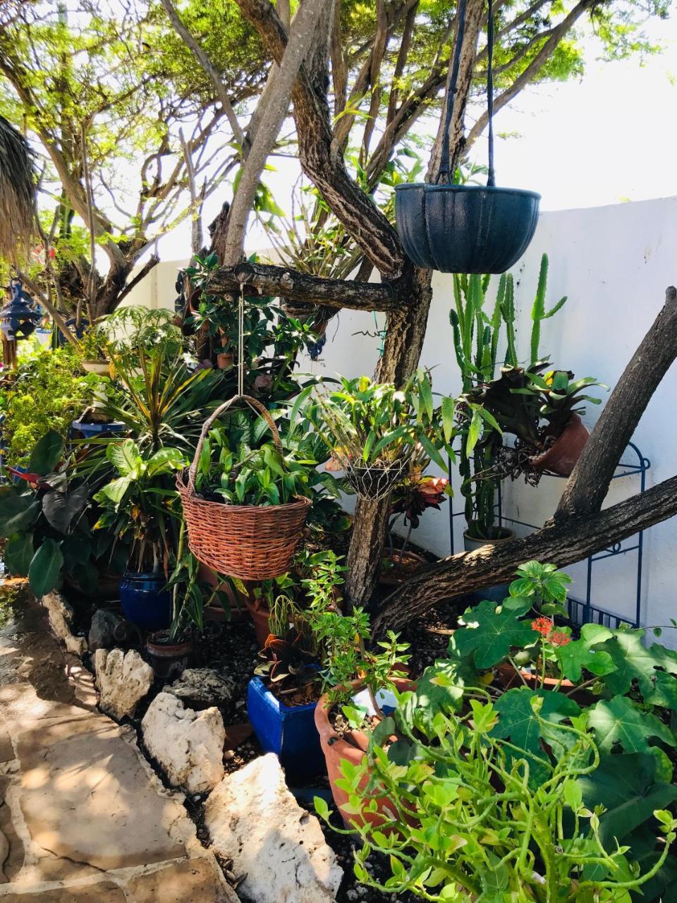 פאלם ביץ' Villa Bougainvillea Aruba, The Tango Suite מראה חיצוני תמונה