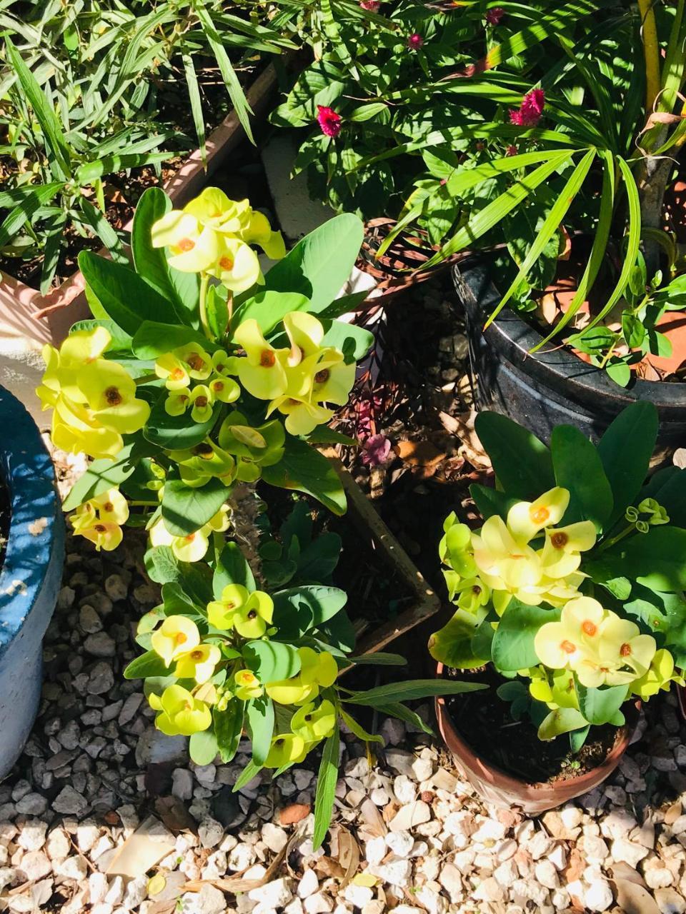 פאלם ביץ' Villa Bougainvillea Aruba, The Tango Suite מראה חיצוני תמונה